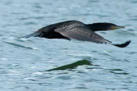 cormorant